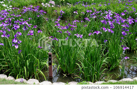 城北公園的菖蒲花園 城北菖蒲花園內的一簇菖蒲 城北公園的菖蒲花園 城北菖蒲花園內的一簇菖蒲 106914417