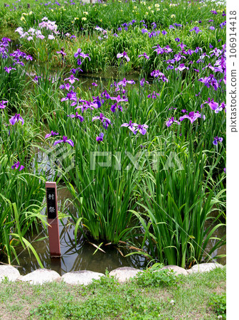 Iris garden in Johoku Park A cluster of irises in Johoku Iris Garden Iris garden in Johoku Park A cluster of irises in Johoku Iris Garden 106914418