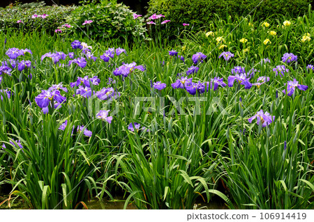 Iris garden in Johoku Park A cluster of irises in Johoku Iris Garden Iris garden in Johoku Park A cluster of irises in Johoku Iris Garden 106914419