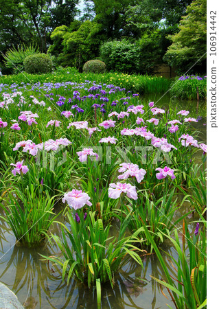 城北公園的菖蒲花園 城北菖蒲花園內的一簇菖蒲 106914442