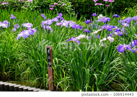 Iris garden in Johoku Park A cluster of irises in Johoku Iris Garden Iris garden in Johoku Park A cluster of irises in Johoku Iris Garden 106914443