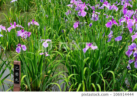 城北公園的菖蒲花園 城北菖蒲花園內的一簇菖蒲 城北公園的菖蒲花園 城北菖蒲花園內的一簇菖蒲 106914444
