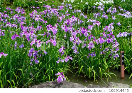 城北公園的菖蒲花園 城北菖蒲花園內的一簇菖蒲 城北公園的菖蒲花園 城北菖蒲花園內的一簇菖蒲 106914445