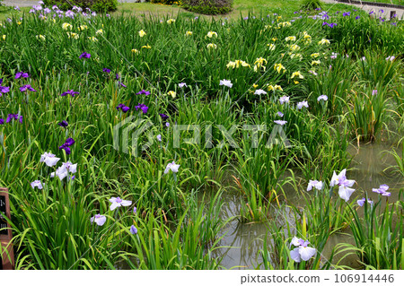 城北公園的菖蒲花園 城北菖蒲花園內的一簇菖蒲 城北公園的菖蒲花園 城北菖蒲花園內的一簇菖蒲 106914446