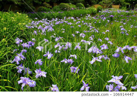 城北公園的菖蒲花園 城北菖蒲花園內的一簇菖蒲 106914447
