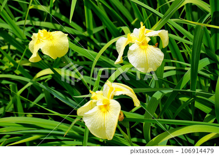Yellow irises at Johoku Iris Garden, Johoku Iris Garden 106914479