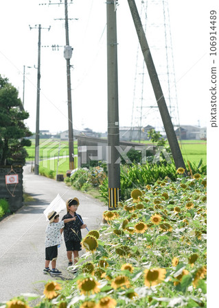 Brothers walking in a sunflower field 106914489