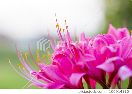 Cluster amaryllis illuminated by the setting sun Cluster amaryllis illuminated by the setting sun 106914510