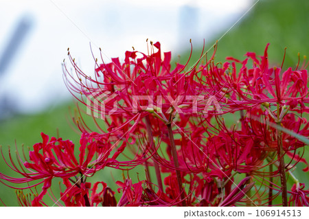在銀行開花的群集孤挺花 在銀行開花的群集孤挺花 106914513