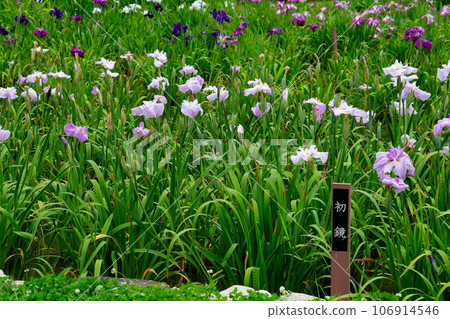 城北公園的菖蒲花園 城北菖蒲花園內的一簇菖蒲 城北公園的菖蒲花園 城北菖蒲花園內的一簇菖蒲 106914546