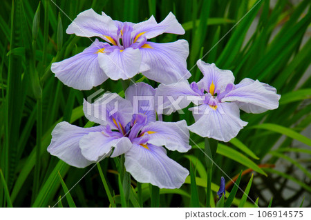 城北菖蒲花園的粉紅鳶尾, 城北菖蒲花園 城北菖蒲花園的粉紅鳶尾, 城北菖蒲花園 106914575