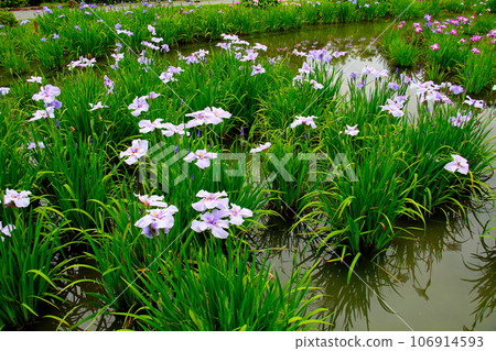 城北公園的菖蒲花園 城北菖蒲花園內的一簇菖蒲 106914593