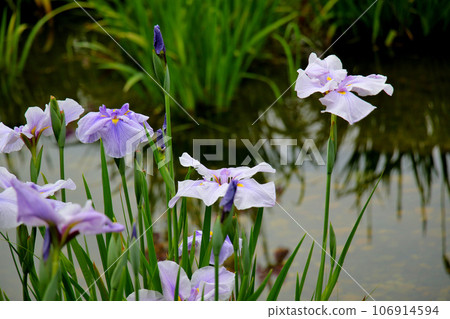 Pink irises at Johoku Iris Garden, Johoku Iris Garden 106914594