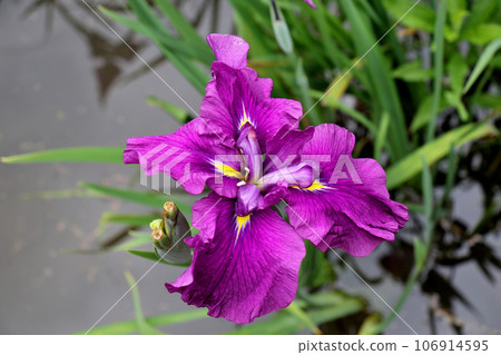 Iris garden in Johoku Park Deep pink irises at Johoku Iris Garden 106914595