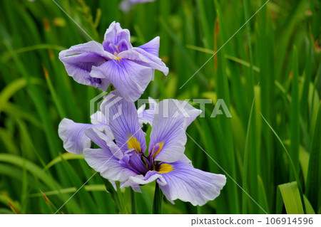 城北公園的菖蒲花園 城北菖蒲花園的淺紫色鳶尾花 106914596
