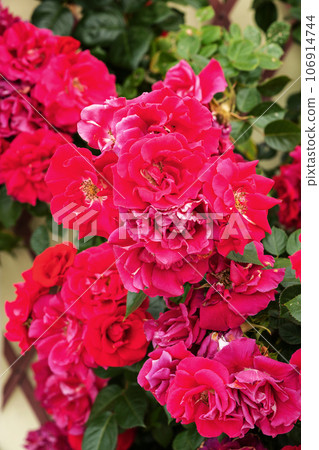 Rose flower on background blurry pink roses flower in the garden of roses, English roses garden 106914744