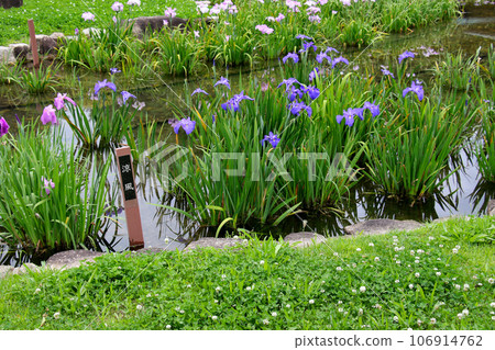 城北公園的菖蒲花園 城北菖蒲花園內的一簇菖蒲 城北公園的菖蒲花園 城北菖蒲花園內的一簇菖蒲 106914762