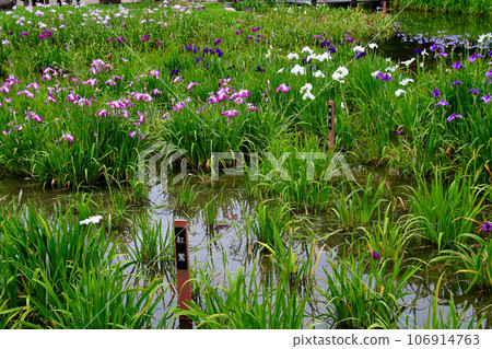 城北公園的菖蒲花園 城北菖蒲花園內的一簇菖蒲 106914763