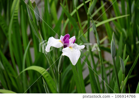 城北菖蒲花園的美麗鳶尾花, 城北菖蒲花園 城北菖蒲花園的美麗鳶尾花, 城北菖蒲花園 106914766