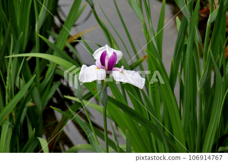 城北菖蒲花園的美麗鳶尾花, 城北菖蒲花園 106914767