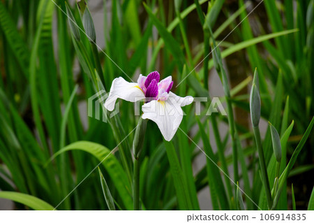 城北菖蒲花園的美麗鳶尾花, 城北菖蒲花園 106914835