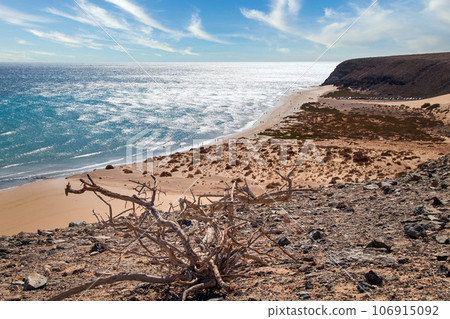 View over a wide beautiful bathing bay on the Canary Island Fuerteventura in the Atlantic Ocean with a dry wooden root in the foreground View over a wide beautiful bathing bay on the Canary Island Fuerteventura in the Atlantic Ocean with a dry wooden root in the foreground 106915092