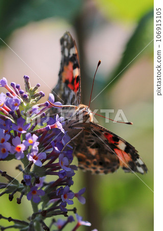 Butterfly Painted Lady, latin name Vanessa cardui sits on the purple flowers of summer lilac, called Buddleja davidii 106915105