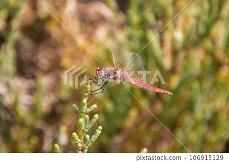 canary red dragonfly from the side 106915129