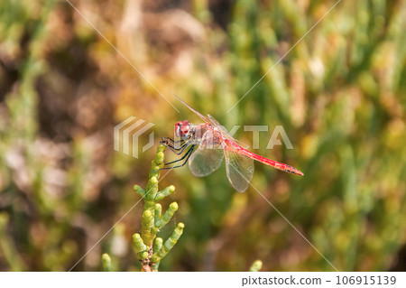 canary red dragonfly from the side on a plant top 106915139