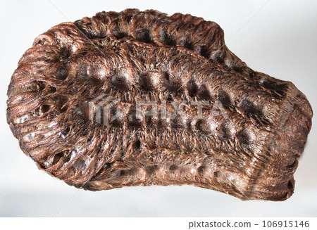 Egg of insect, green walking leaf, latin named Phylliidae, top view macro 106915146