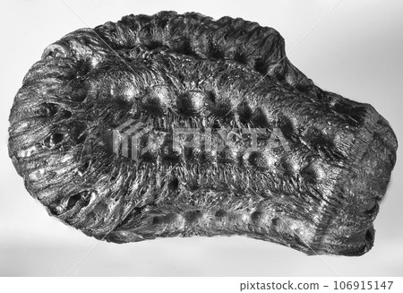 Egg of insect, green walking leaf, latin named Phylliidae, top view macro, black and white Egg of insect, green walking leaf, latin named Phylliidae, top view macro, black and white 106915147