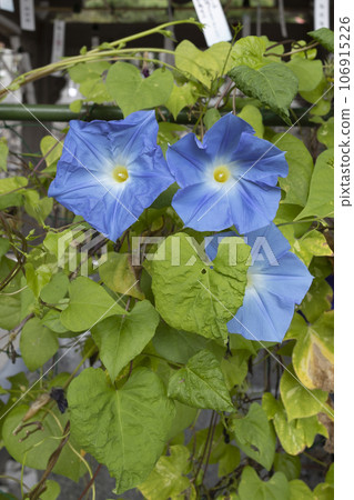 藍色牽牛花 藍色牽牛花 106915226