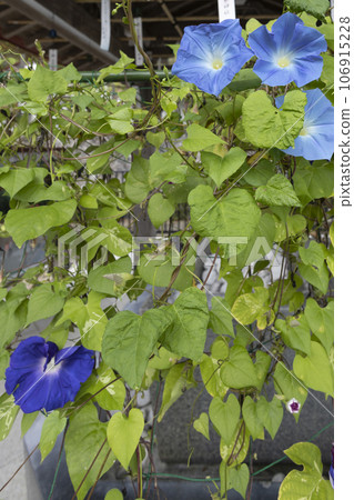 藍色牽牛花 藍色牽牛花 106915228