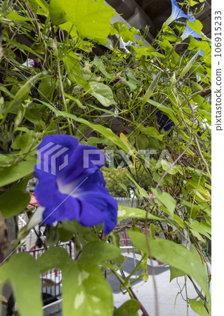 Blue morning glory Blue morning glory 106915233
