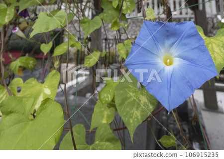 藍色牽牛花 藍色牽牛花 106915235