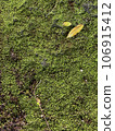 Moss rock 106915412