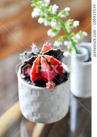 Gymnocalycium ,Gymnocalycium mihanovichii or cactus or bicolor cactus and flower 106915534