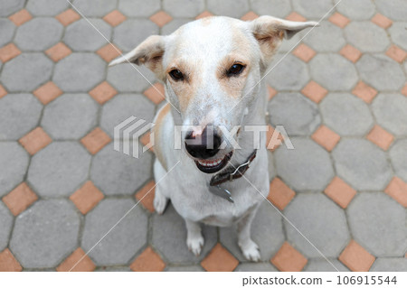 portrait of Adorable mix breed white cream dog look at camera portrait of Adorable mix breed white cream dog look at camera 106915544