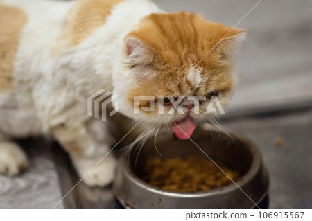 Yellow white Exotic shorthair cat eat dry pellet food on dish 106915567