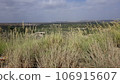green dry grass and blue in pakistan 106915607
