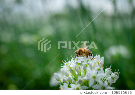 九月韭菜花季 蜜蜂訪花 九月韭菜花季 蜜蜂訪花 106915656