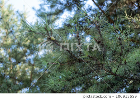 Pine tree branch with sky on the background 106915659