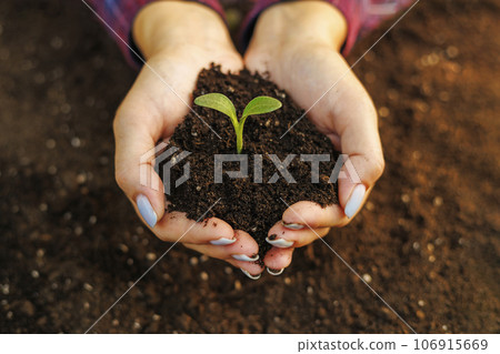 Woman's hands holding young green seedling in soil, closeup 106915669
