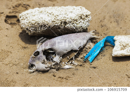 Dead Fish and Plastic Pollution on the Beach Sand 106915709