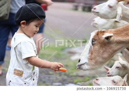 boy feeding goats 106915730