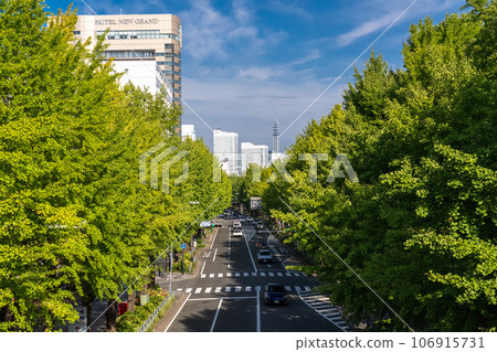 《Kanagawa Prefecture》Yamashita Park Street/Summer Ginkgo Trees 《Kanagawa Prefecture》Yamashita Park Street/Summer Ginkgo Trees 106915731