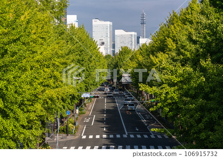 《神奈川縣》山下公園街/夏天的銀杏樹 106915732