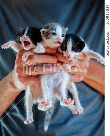 Man holding cat, little kitten portrait in male hands Man holding cat, little kitten portrait in male hands 106916034