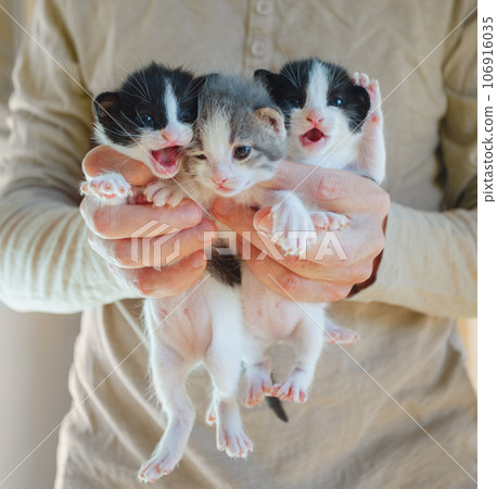 Three little kitten meowing in male hands Three little kitten meowing in male hands 106916035