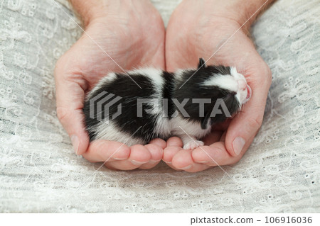 Cute white and black kitten lying on his owner's hands on white cloth background Cute white and black kitten lying on his owner's hands on white cloth background 106916036
